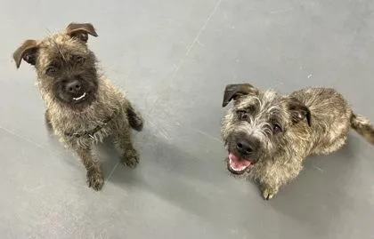 Charlotte thumbnail 2