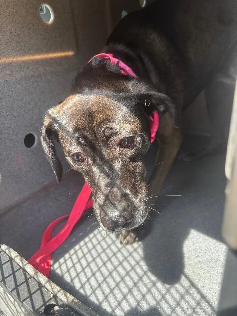 A young medium-sized female Labrador Retriever dog named Angel for adoption in Bloomington, IN