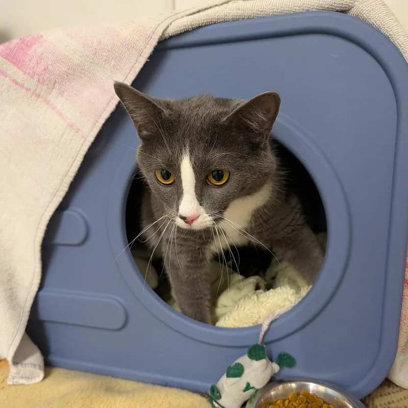 An adult large-sized female Gray / Blue / Silver Domestic Short Hair cat named Socks for adoption in Delaware, OH