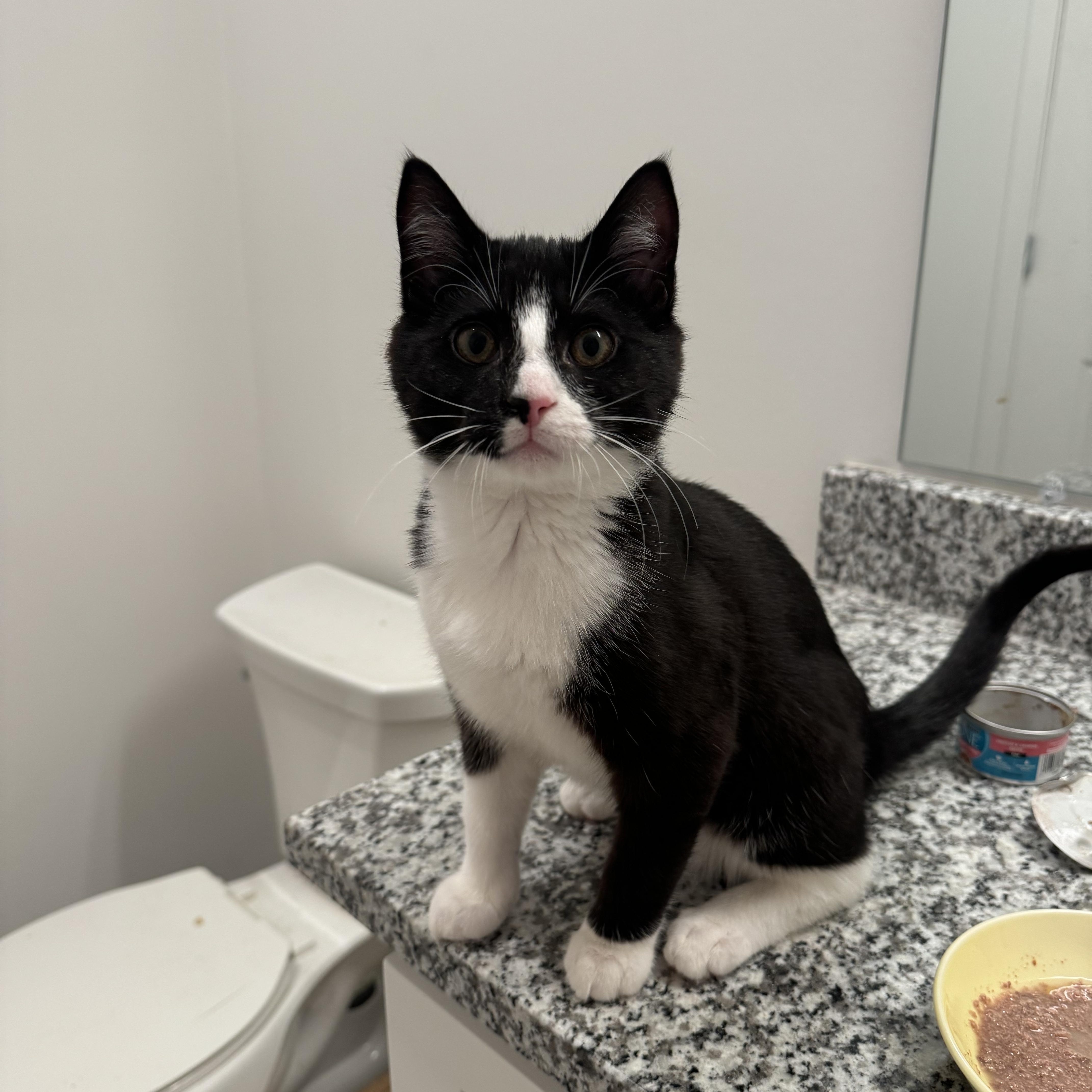 A young small-sized male Black & White / Tuxedo Domestic Short Hair cat named Gus And Rocky for adoption in Bellmawr, NJ