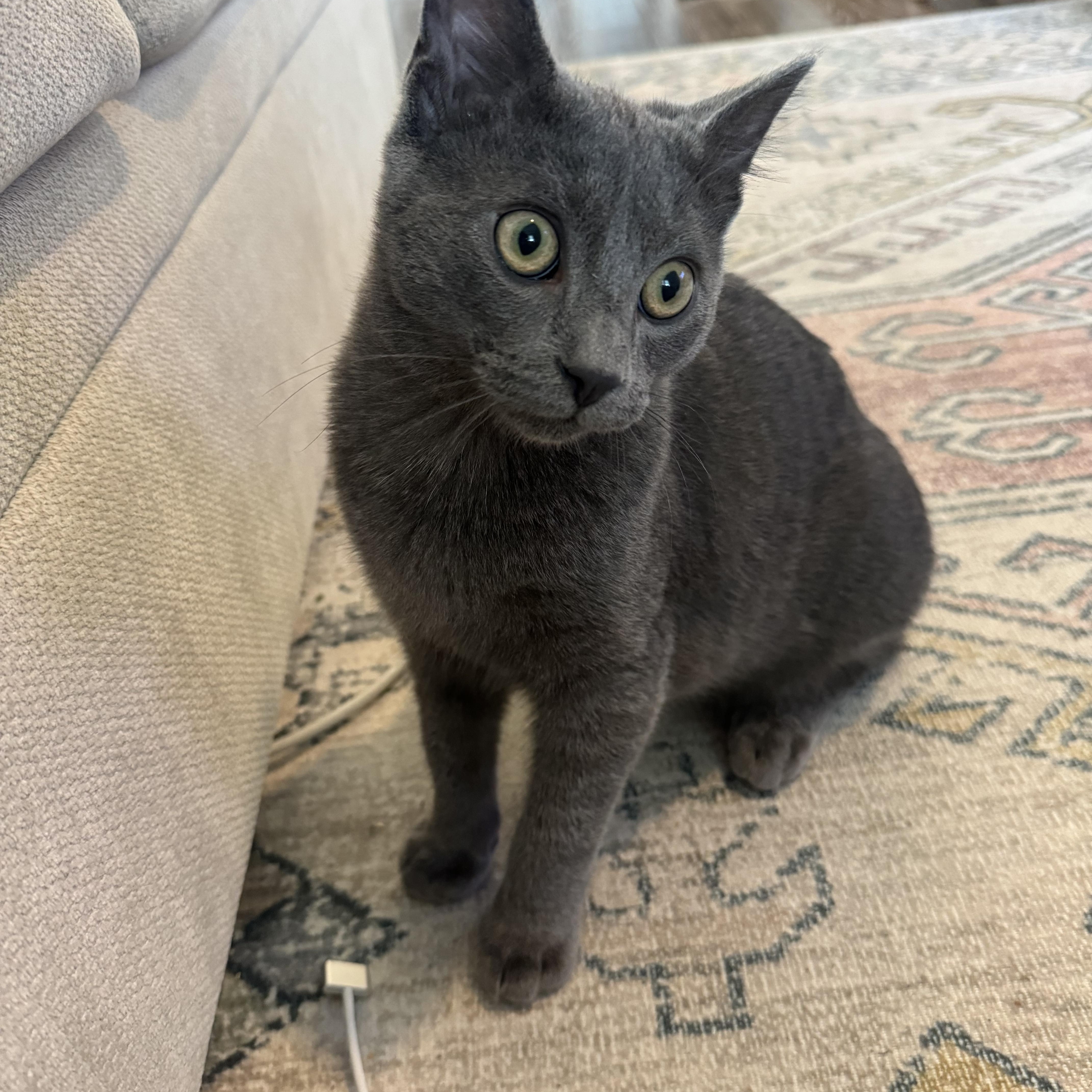 Gus And Rocky thumbnail 2