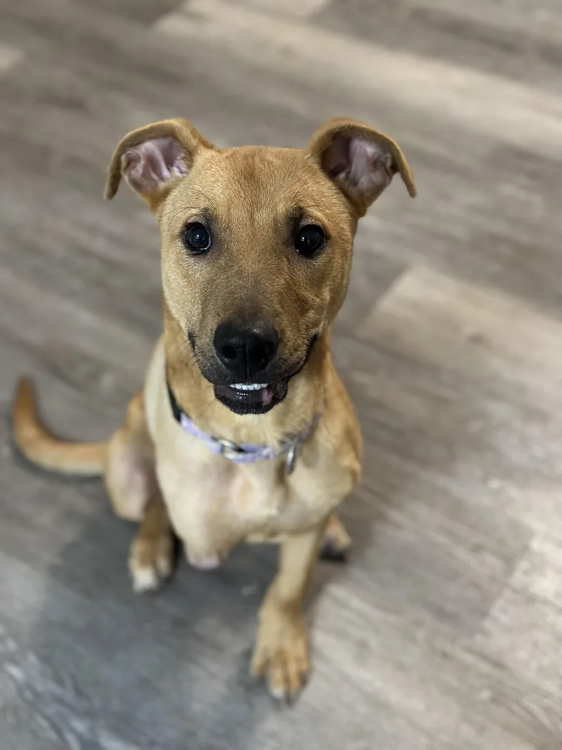 An adult medium-sized female Hound dog named Kemma for adoption in Suffield, CT