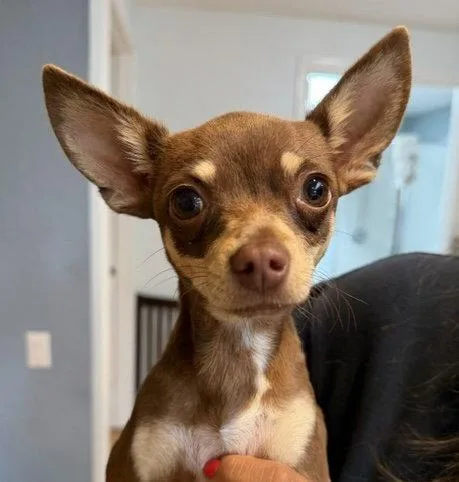 An adult small-sized female Chihuahua dog named Maisie for adoption in Seattle, WA