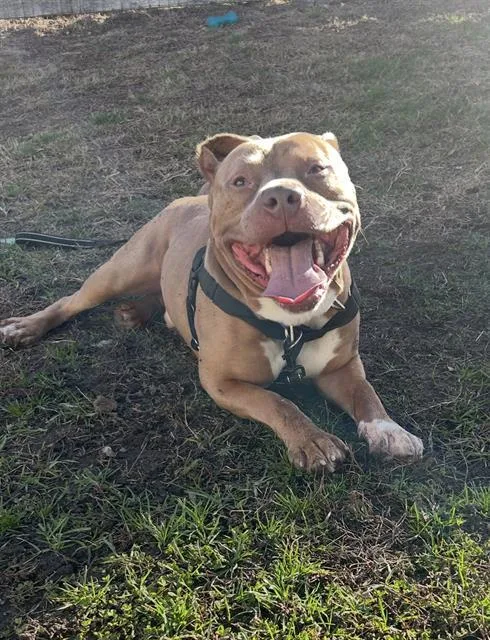An adult large-sized male Pit Bull Terrier dog named Baloo for adoption in Methuen, MA