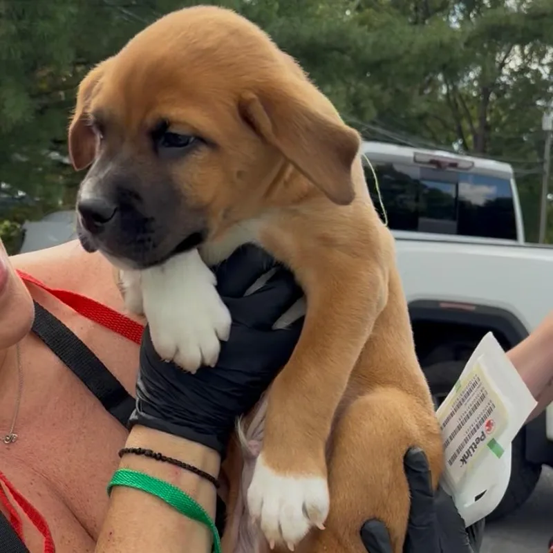 A baby medium-sized male Red / Chestnut / Orange Mixed Breed dog named Dale for adoption in Rockville, MD