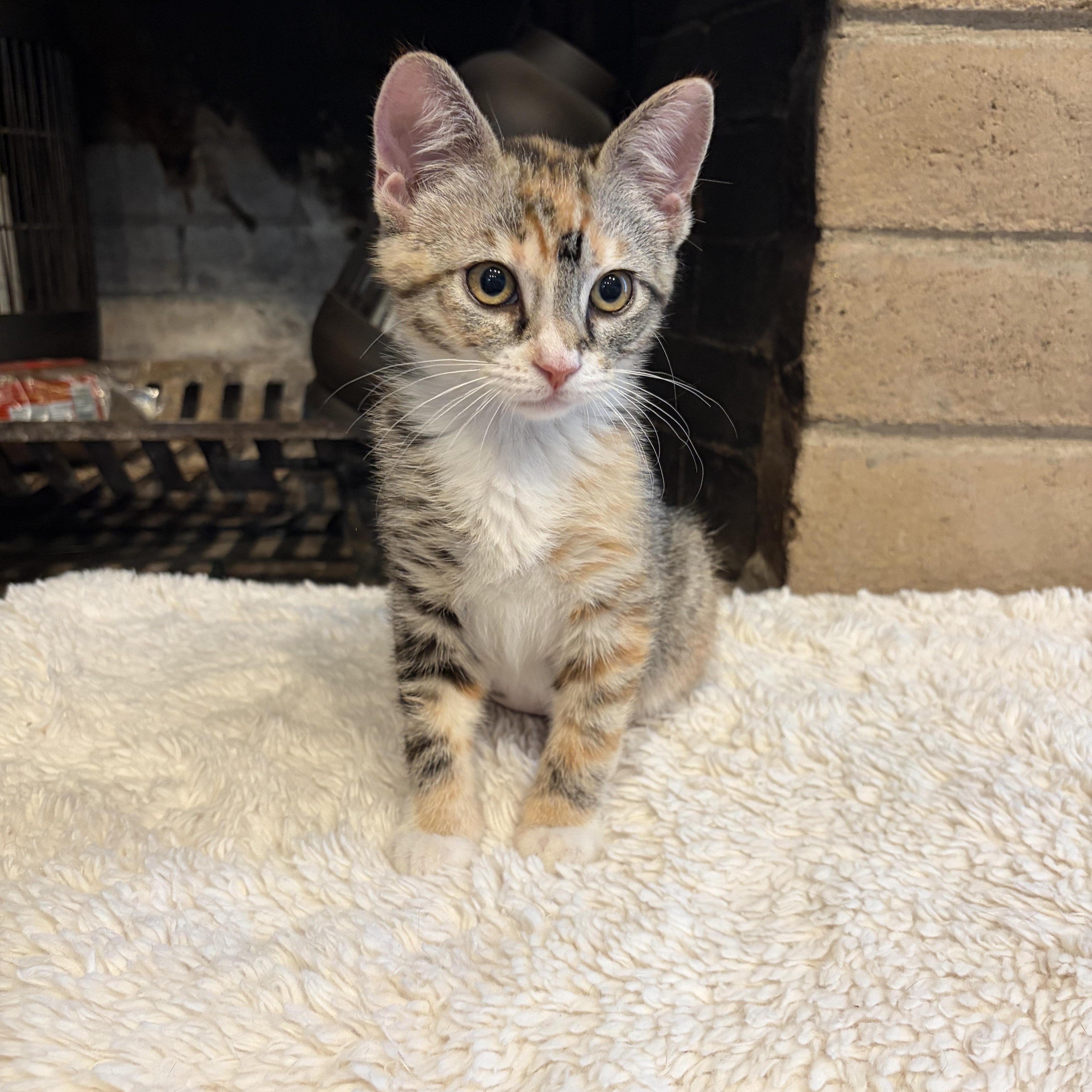 A baby medium-sized female Torbie Domestic Short Hair cat named Alana Indoor Only for adoption in Stockton, CA