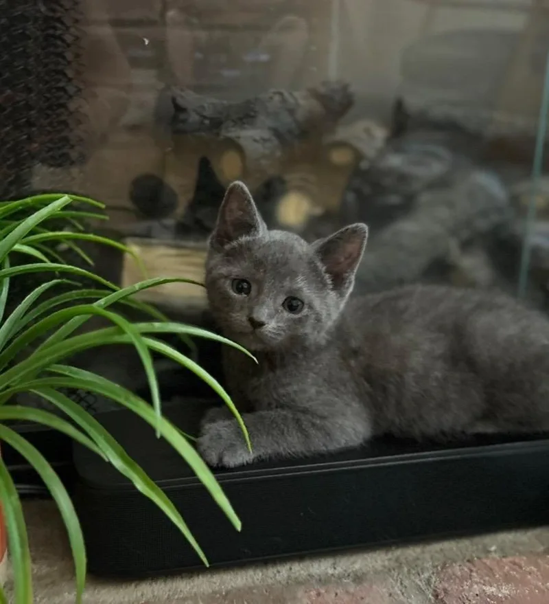 A baby small-sized male Russian Blue cat named Frankie James for adoption in Long Beach, CA