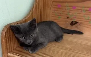 A baby medium-sized female Gray / Blue / Silver Domestic Short Hair cat named Juliet for adoption in Lemoyne, PA