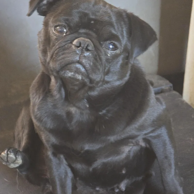 An adult small-sized female Black Pug dog named Phobe for adoption in Zaleski, OH