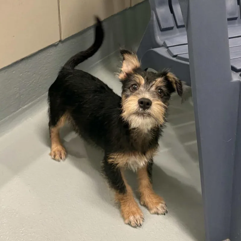 A baby small-sized male Black Dachshund dog named Wolf for adoption in Beaumont, TX