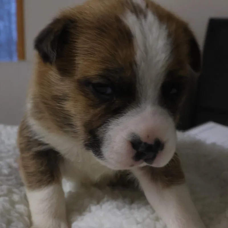 A baby small-sized female Brown / Chocolate German Shepherd Dog dog named Penny D for adoption in Princeton, MN