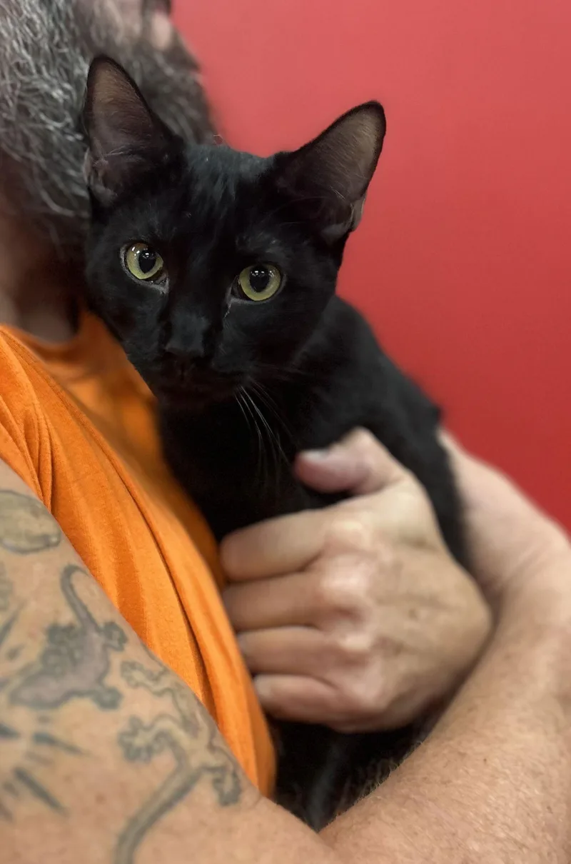 A young medium-sized male Bombay cat named Woodchuck for adoption in Napa, CA