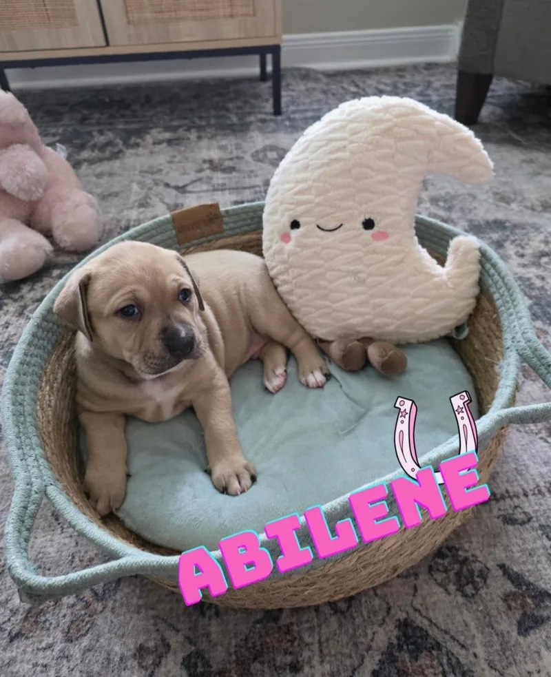 A baby small-sized female Anatolian Shepherd dog named Abilene for adoption in merrillville, IN