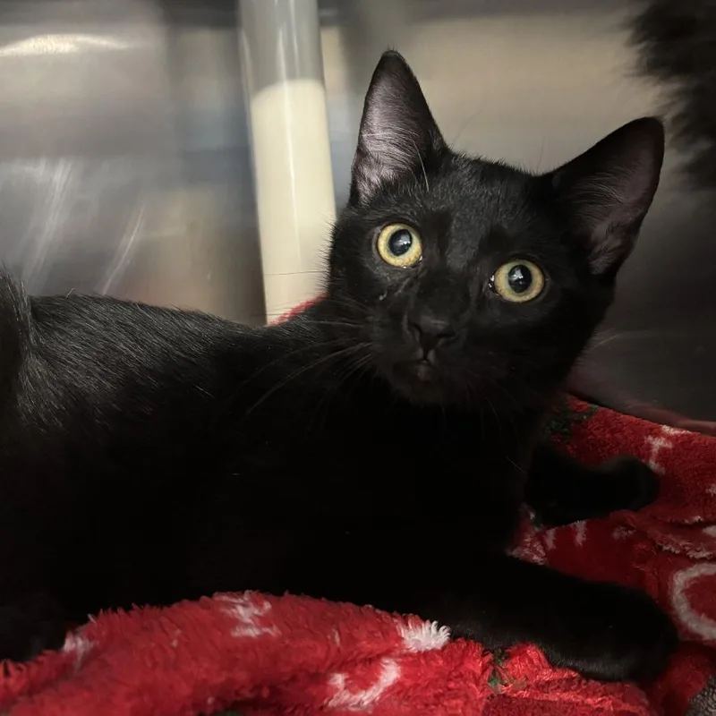 A baby medium-sized male Black Domestic Short Hair cat named Victor for adoption in Newark, DE
