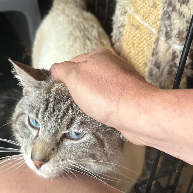 An adult small-sized male Buff / Tan / Fawn Domestic Short Hair cat named Sinatra for adoption in Granby, MO