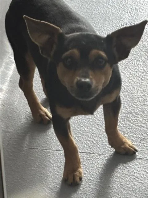 A young small-sized male Chihuahua dog named Goose for adoption in Tracy, CA