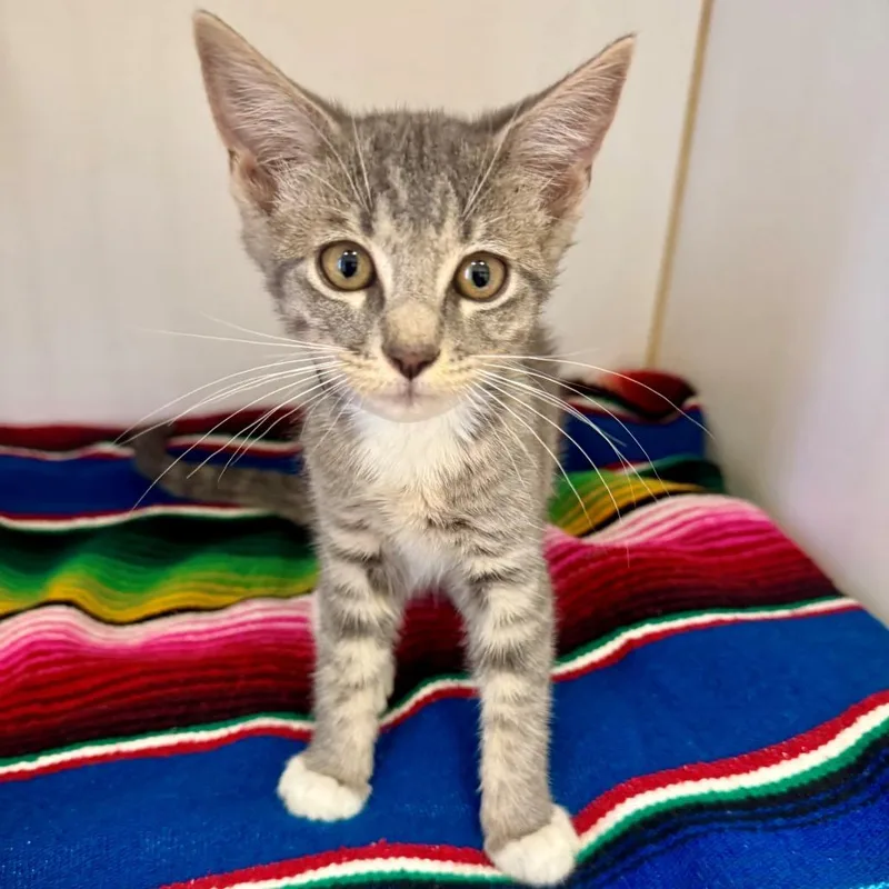 A baby small-sized female Gray / Blue / Silver Domestic Short Hair cat named Cheeto for adoption in Hawthorne, CA