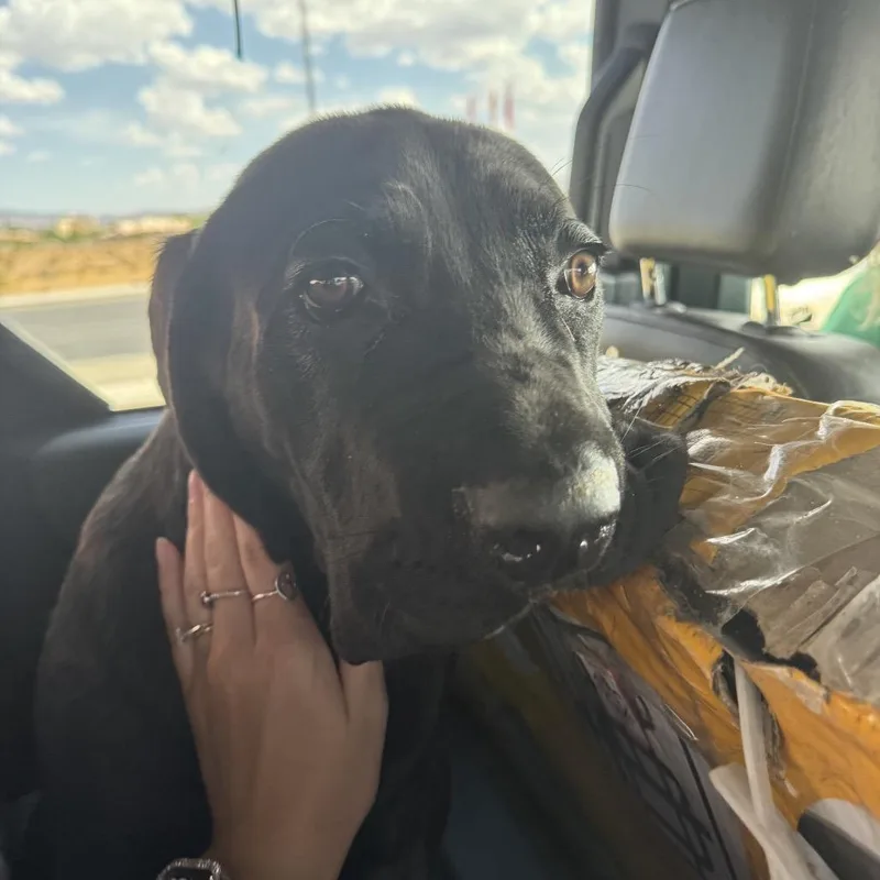 A baby small-sized female Brindle Cane Corso dog named Cersei for adoption in Las Vegas, NV