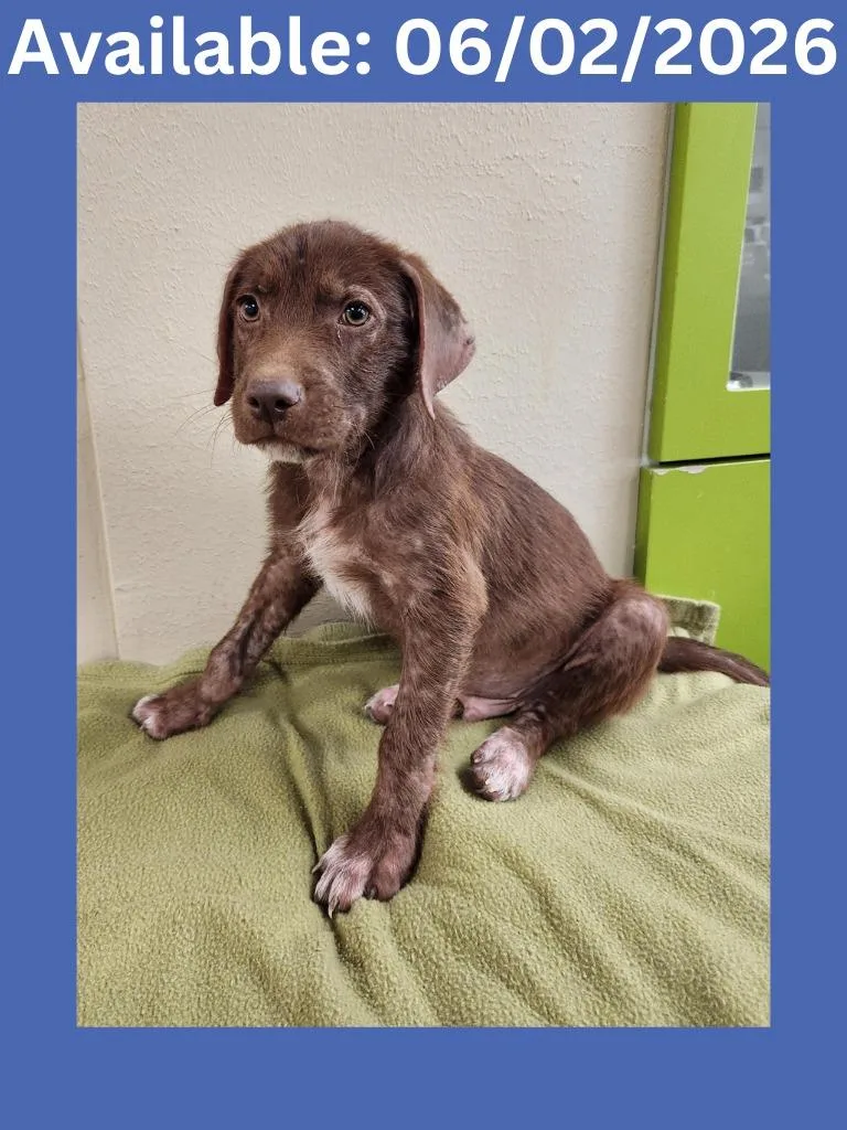 A baby medium-sized male Labrador Retriever dog named Dog Kennel for adoption in Greenville, TX
