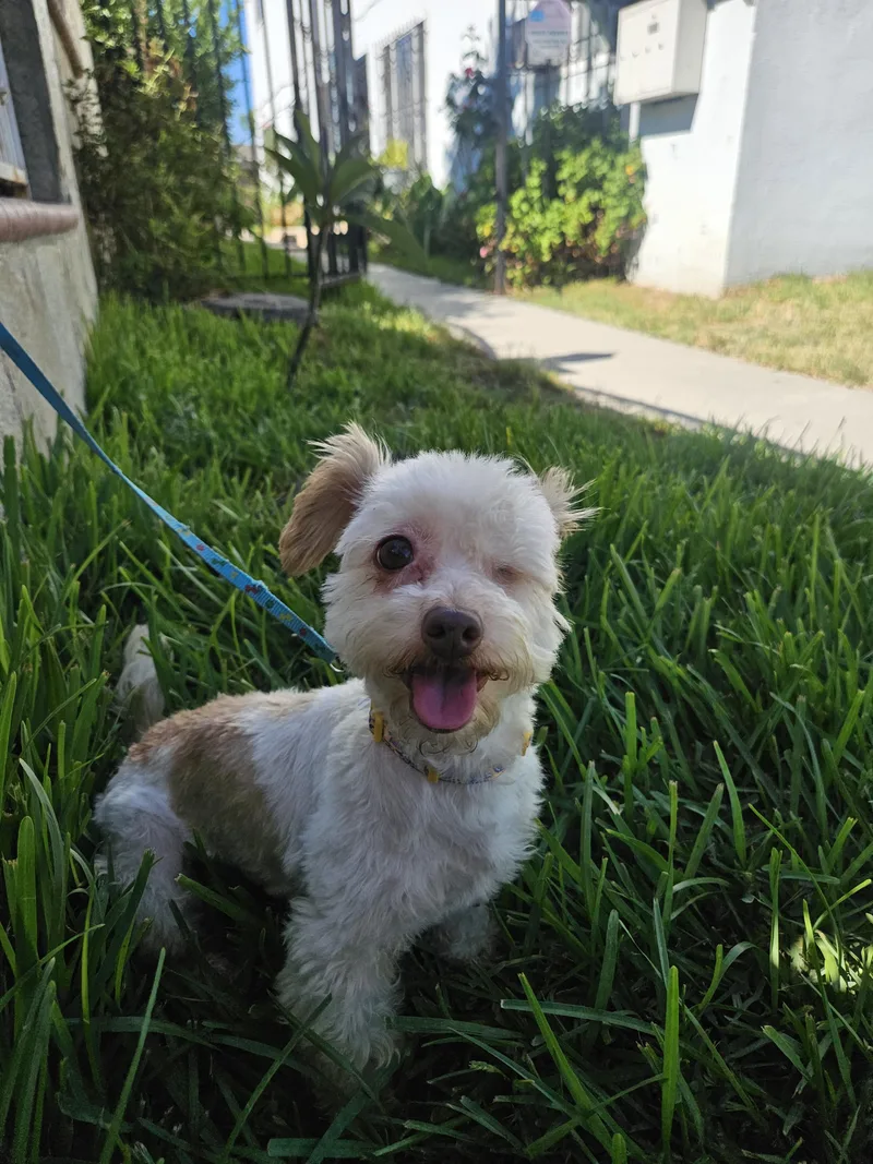 An adult small-sized female Apricot / Beige Maltese dog named Rubi for adoption in Los Angeles, CA