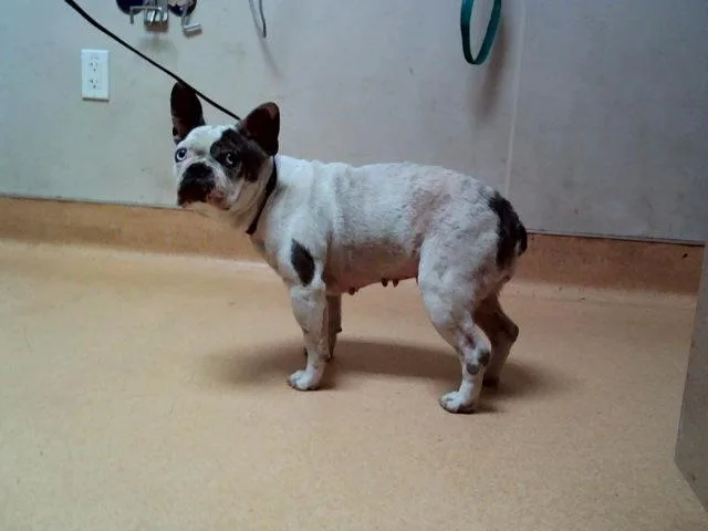 An adult small-sized female French Bulldog dog named Yoko for adoption in Martinez, CA