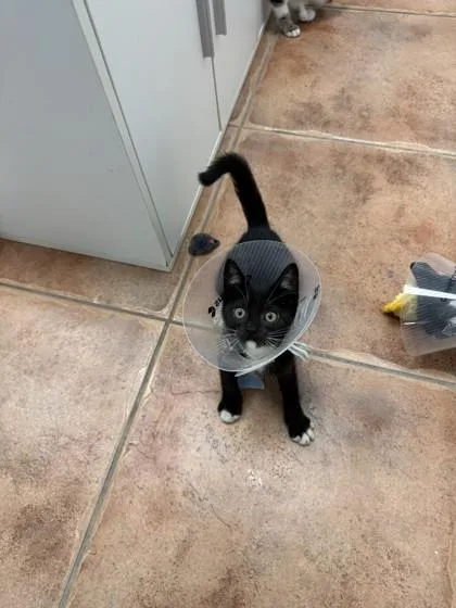 A baby small-sized male Domestic Short Hair cat named Milhouse for adoption in North Miami Beach, FL