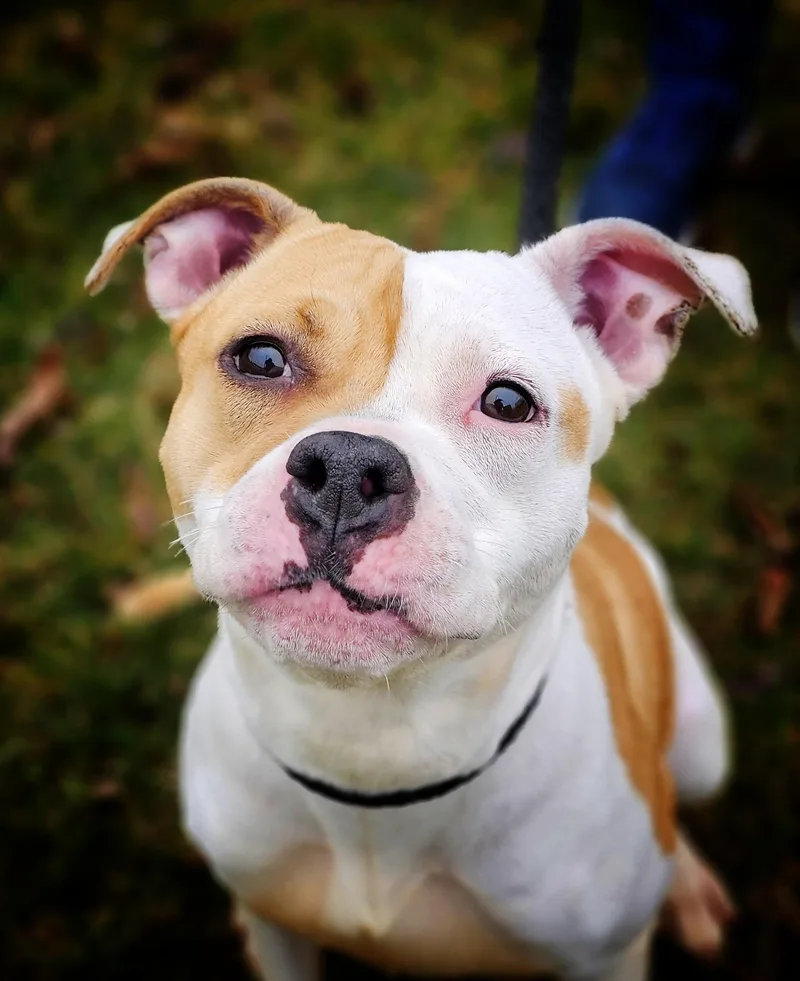 An adult medium-sized female White / Cream Pit Bull Terrier dog named Perla for adoption in Bay City, MI