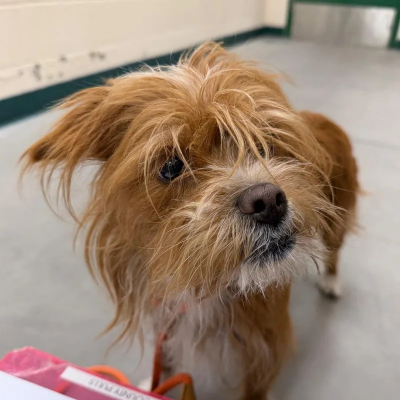 An adult small-sized female Yellow / Tan / Blond / Fawn Cairn Terrier dog named Mila for adoption in Reno, NV