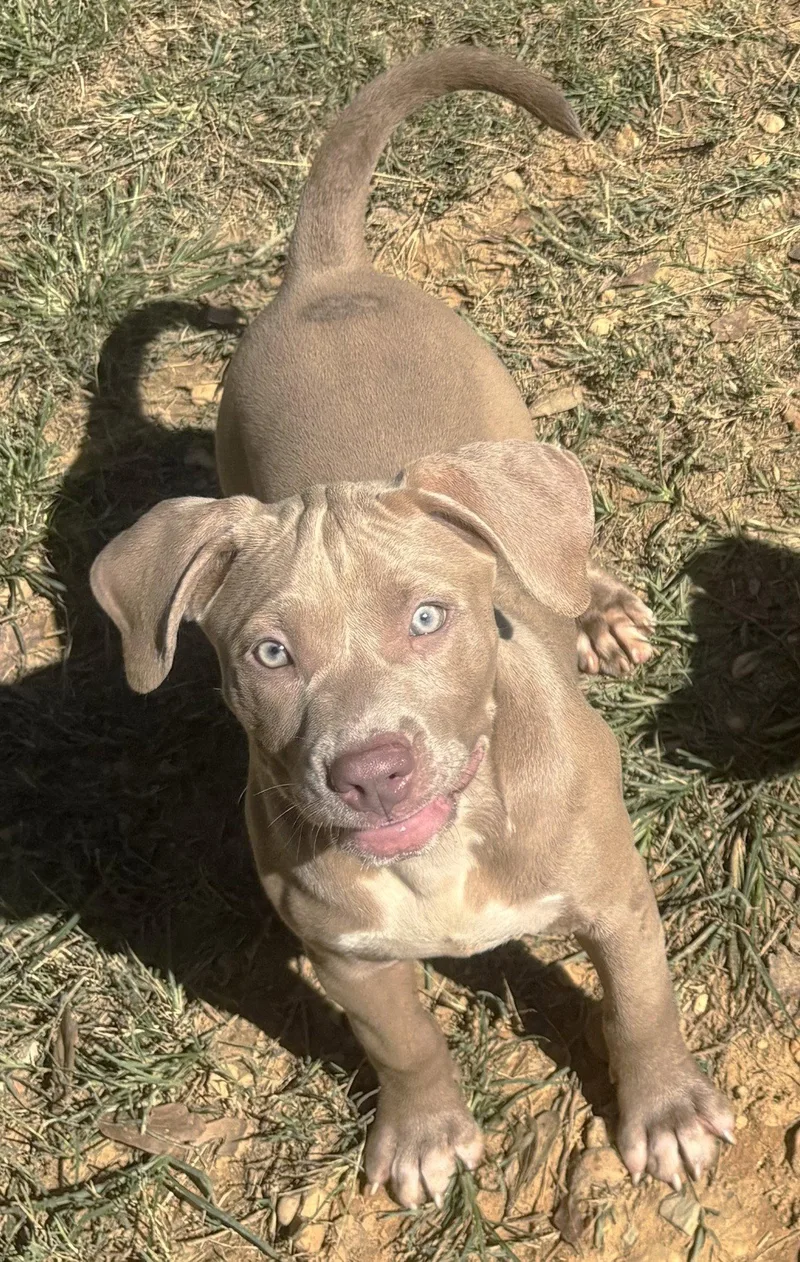 A baby large-sized female American Bulldog dog named Shelby for adoption in Wetumpka, AL