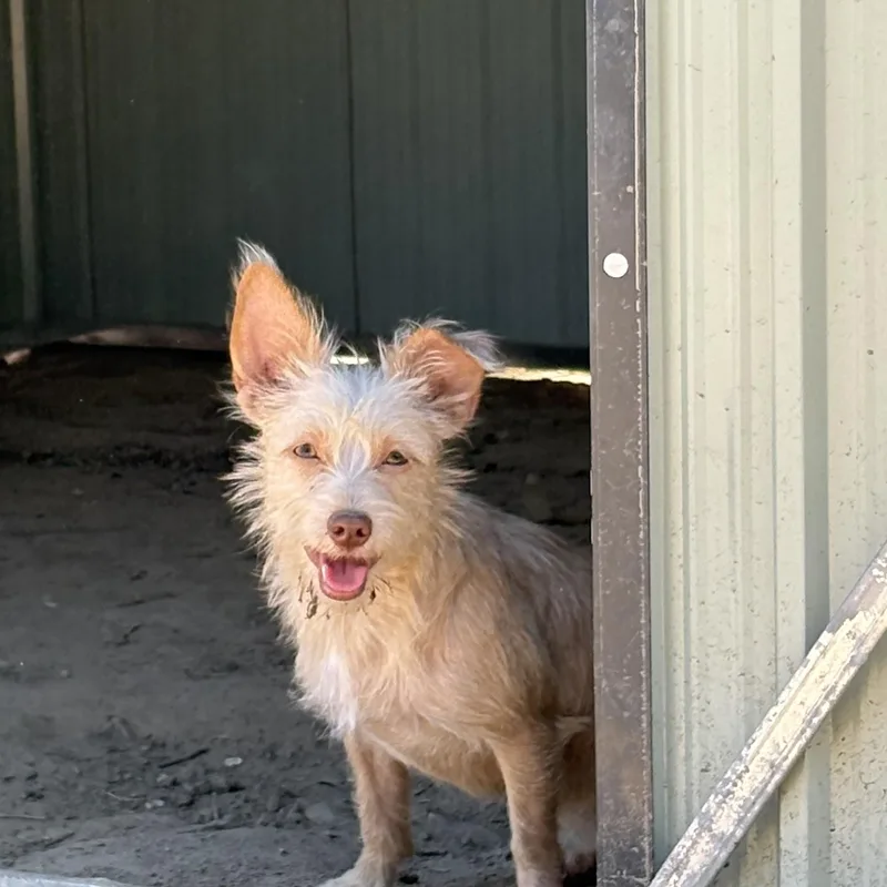 A young small-sized female Terrier dog named Petunia for adoption in Reedley, CA