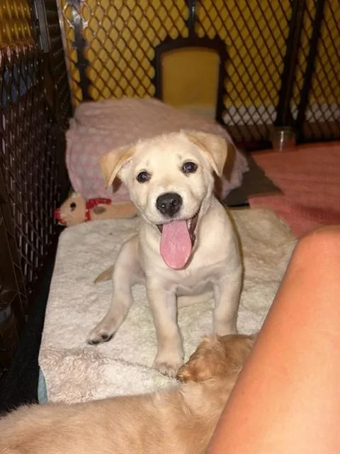 A baby small-sized male Labrador Retriever dog named Ronnie for adoption in Aliquippa, PA