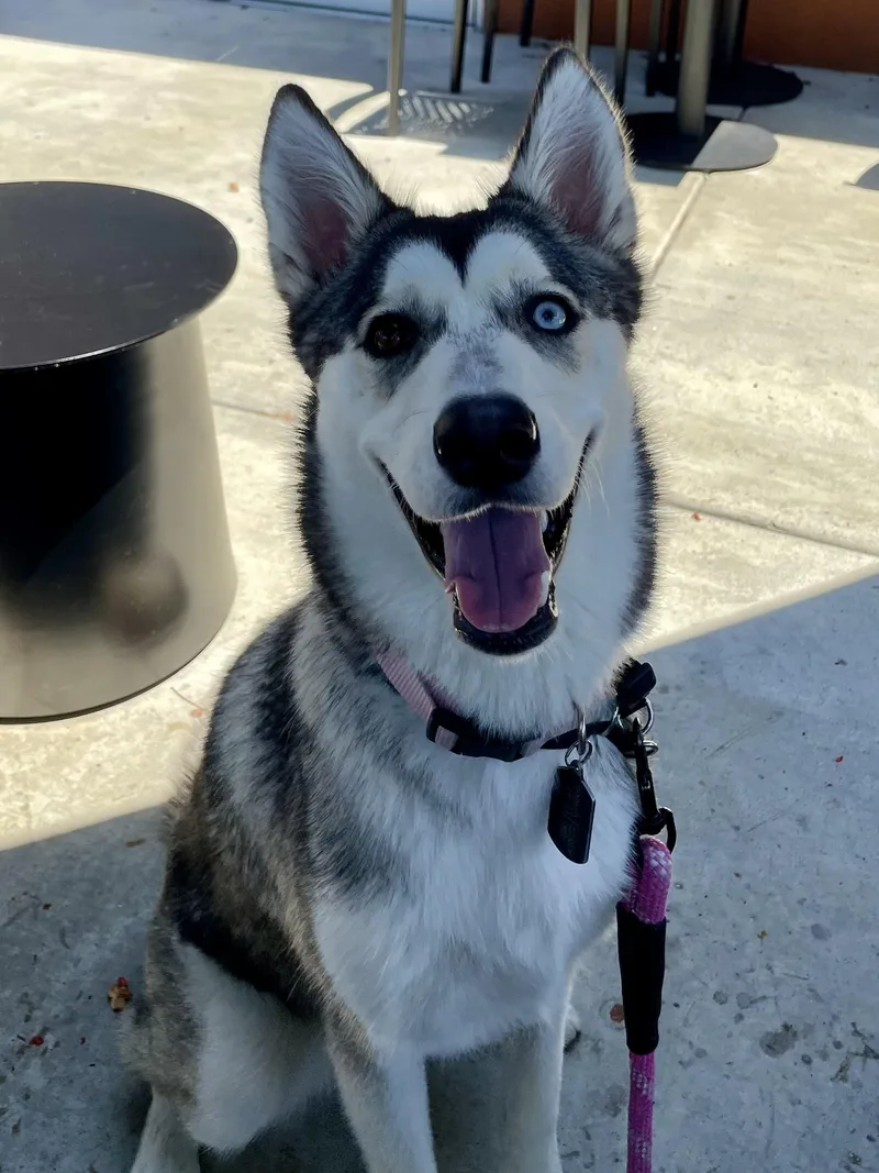 A young medium-sized female Black Siberian Husky dog named Lola for adoption in Menifee, CA