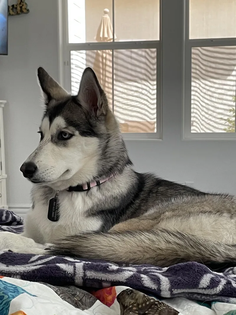 Lola thumbnail 6