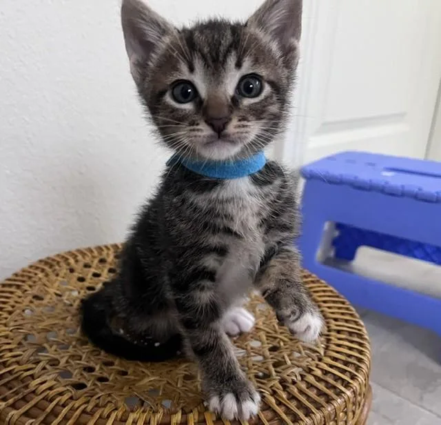 A baby large-sized male Domestic Short Hair cat named Ford for adoption in Camarillo, CA