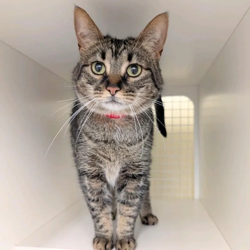 An adult large-sized female Gray / Blue / Silver Domestic Short Hair cat named Maggie for adoption in Hamburg, NY