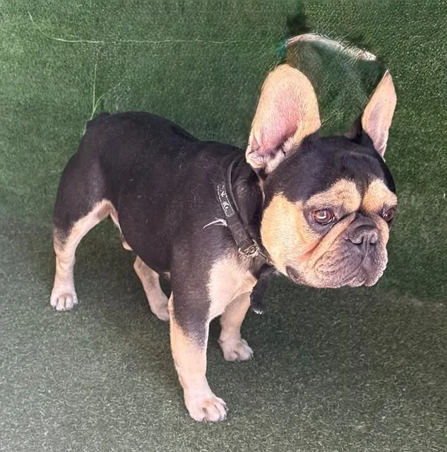 A young medium-sized male French Bulldog dog named Spunky for adoption in Lancaster, CA