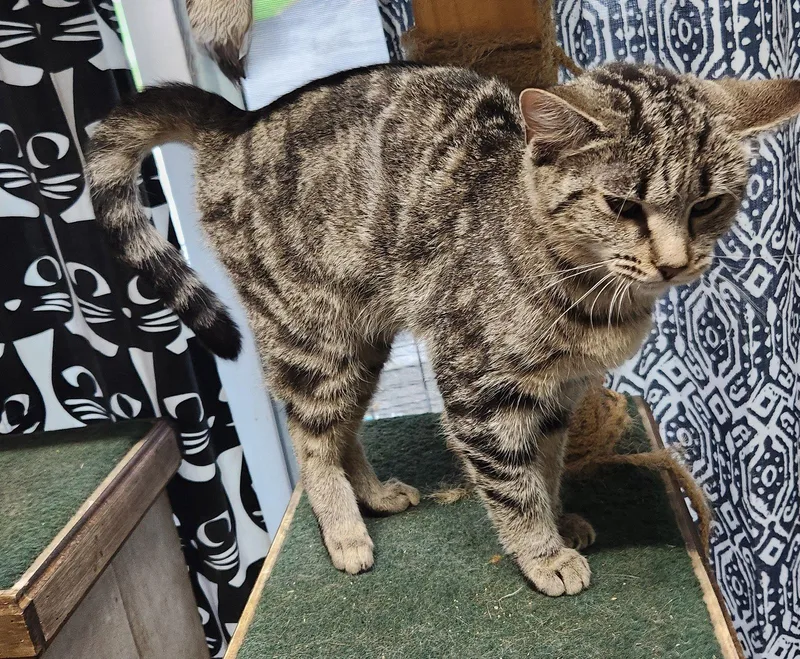 A young medium-sized male Domestic Short Hair cat named K for adoption in Crossville, TN