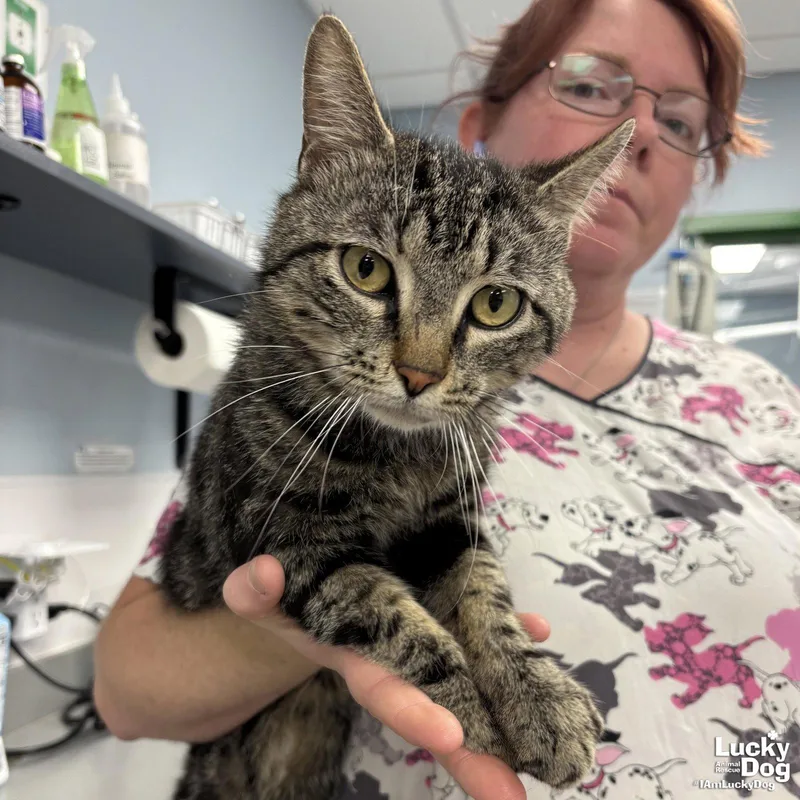 An adult medium-sized male Domestic Short Hair cat named Bullseye for adoption in Washington, DC