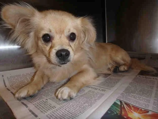 An adult small-sized male Chihuahua dog named Coco for adoption in Los Angeles, CA