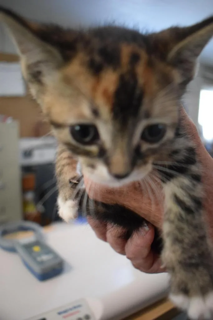 A baby small-sized female Domestic Short Hair cat named Breeze for adoption in Pahrump, NV