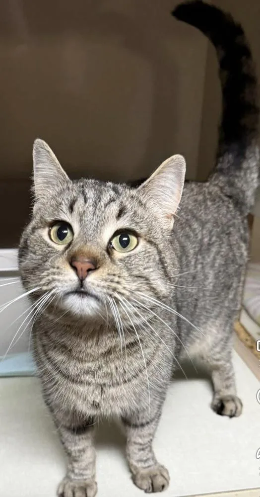 An adult large-sized male Tabby cat named Gimlet for adoption in Bonifay, FL