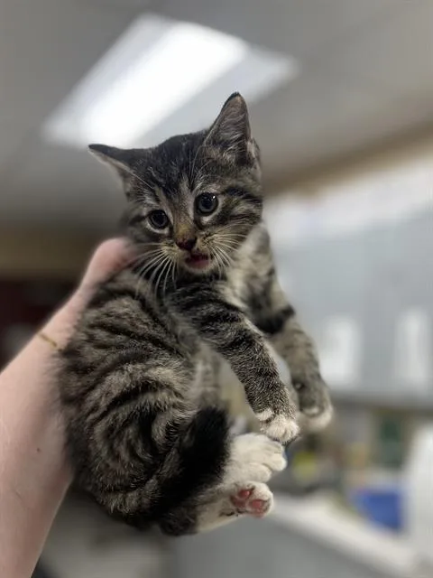 A baby small-sized male Domestic Short Hair cat named Chirp for adoption in Aliquippa, PA