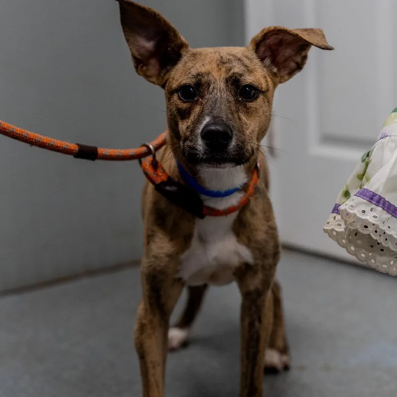 Frittata thumbnail 2