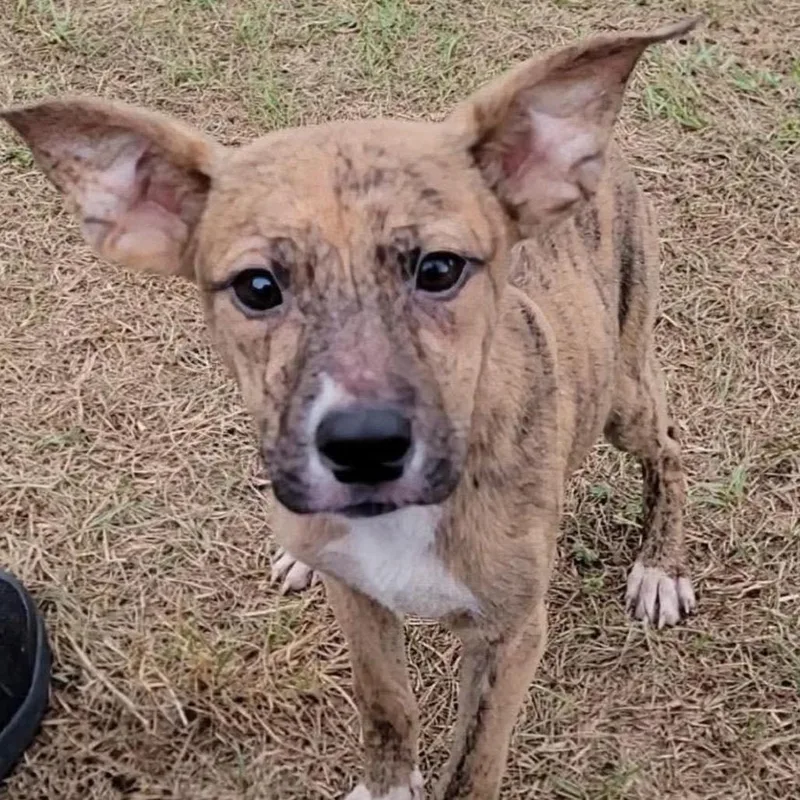 Frittata thumbnail 3