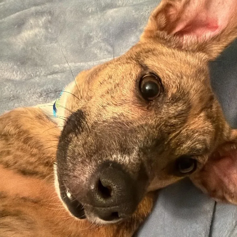 Frittata thumbnail 4