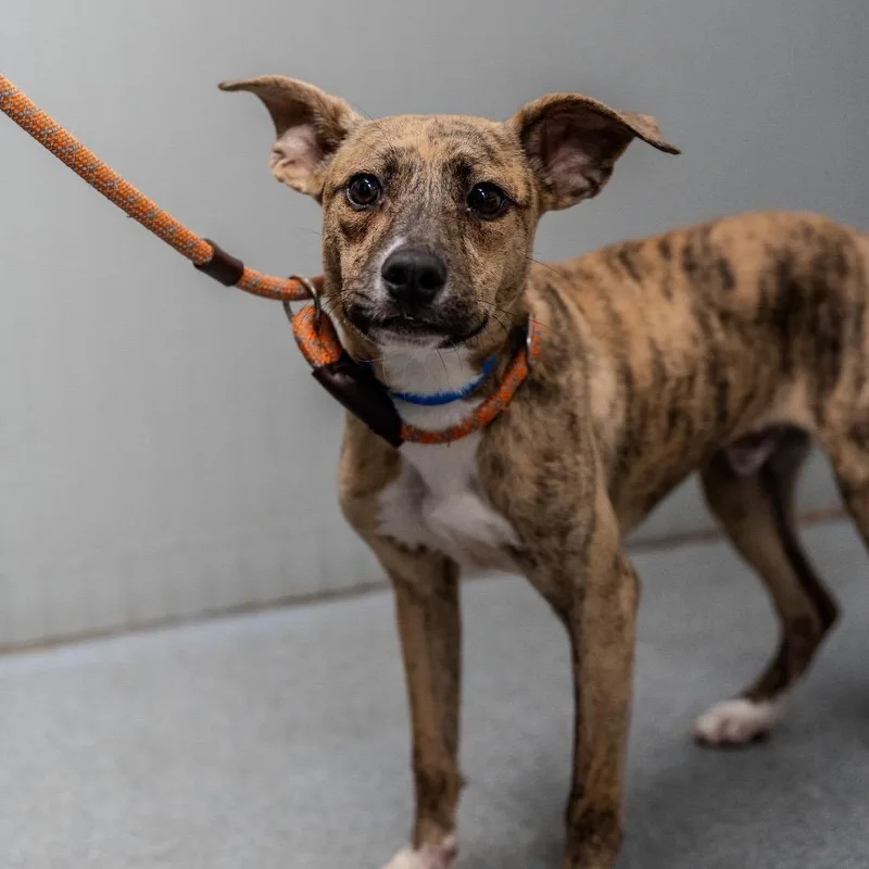 Frittata thumbnail 5