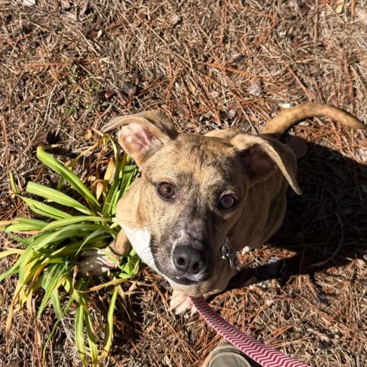 Frittata thumbnail 6