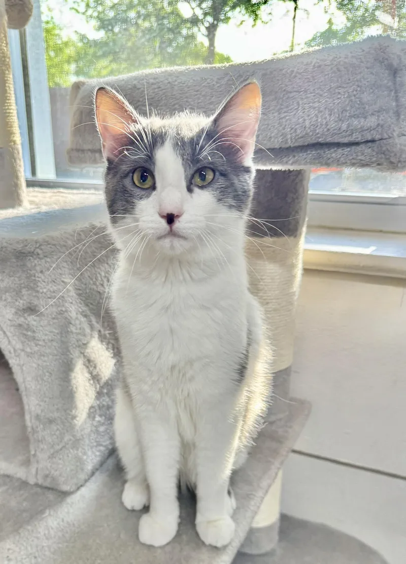 An adult medium-sized male Gray & White Domestic Short Hair cat named Cloud for adoption in Webster, NY