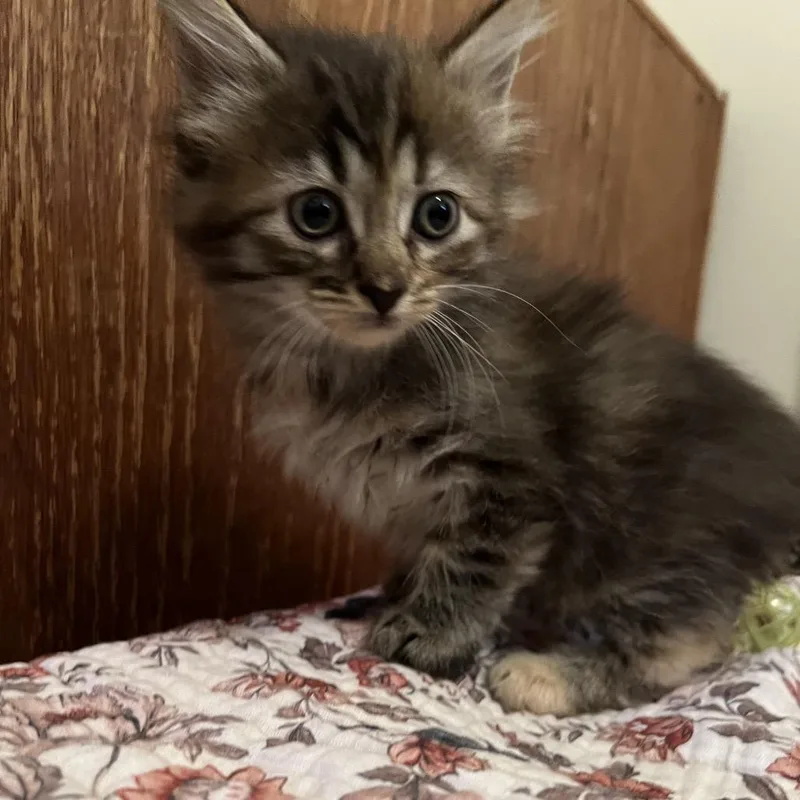 A baby small-sized female Black Domestic Medium Hair cat named Pickles for adoption in Edwards, IL