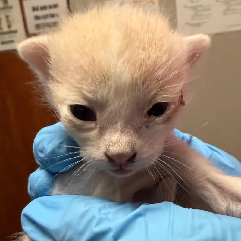 A baby small-sized male Buff / Tan / Fawn Domestic Short Hair cat named Jessie for adoption in Las Vegas, NV